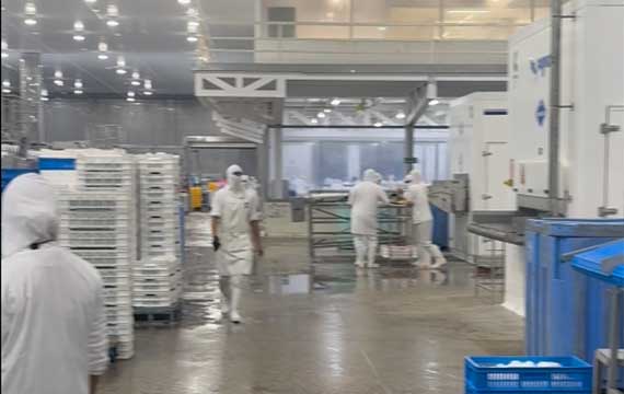 Internal view of a high-intensity shrimp processing zone in Maracaibo, showing wet floors and the need for HACCP-compliant flooring.